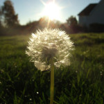 Dandelion clock