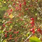 Dog rose hips