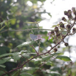 Holly blue butterfly