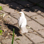 Leucistic blackbird