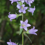 Nettle-leaved bellflower