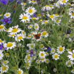 Small copper butterfly