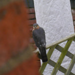 Male sparrowhawk