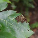 Speckled wood butterfly