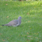 Stock dove (juvenile)