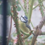 Bluetit