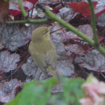 Chiffchaff