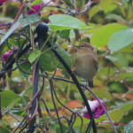 Chiffchaff