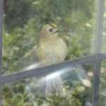 Goldcrest