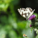 Marbled white butterfly