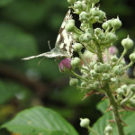 Marbled white butterfly