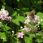 Meadow brown butterfly