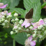 Ringlet butterfly