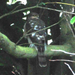 Female sparrowhawk