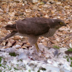 Female sparrowhawk