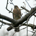 Female sparrowhawk