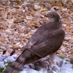 Female sparrowhawk