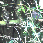 Female sparrowhawk and woodpigeon