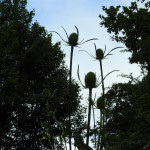 Teasel