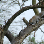 Grey squirrel