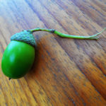 Acorn on an oak table