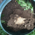 Ants' nest in compost bin