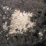 Ants' nest in compost bin