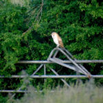 Barn owl