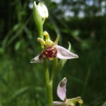 Bee orchid