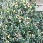 Birdsfoot trefoil