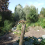 Brown Hawker Dragonfly