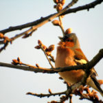 Chaffinch