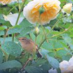 Chiffchaff