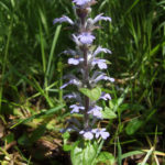 Common bugle