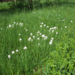 Cuckoo flowers