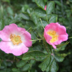 Dog rose