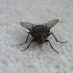 House fly