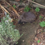 Hedgehog