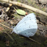 Holly Blue butterfly