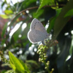 Holly Blue butterfly