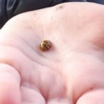 Ladybird