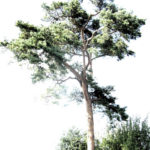 Lonesome pine