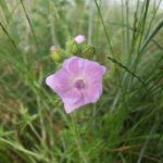 Musk Mallow