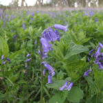 Native bluebell