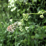 Male orange tip butterfly