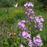 Orange-tip Butterfly