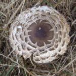 Parasol mushroom