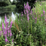 Purple Loosestrife