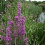 Purple Loosestrife