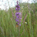 Purple Toadflax and moth